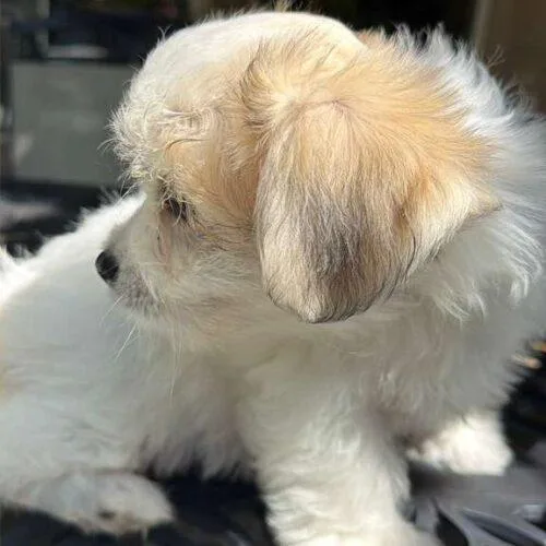 Valentino thumbnail 3