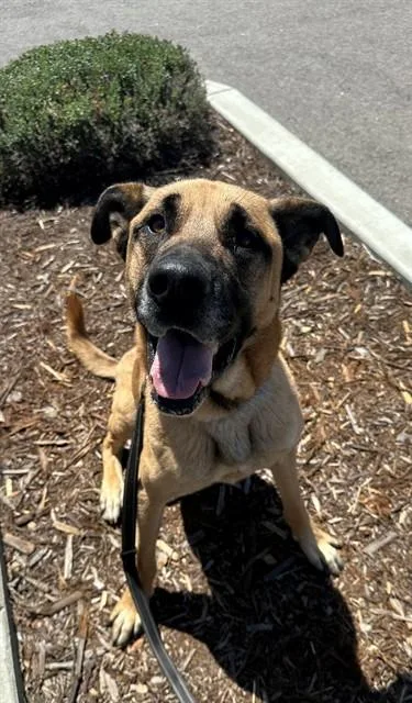 An adult large-sized male German Shepherd Dog dog named Rupert for adoption in San Luis Obispo, CA