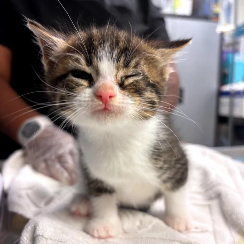 A baby small-sized female White Domestic Short Hair cat named Michonne for adoption in Newark, NJ