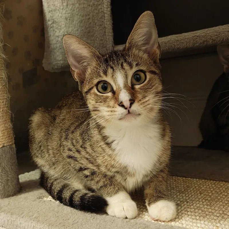 A baby small-sized female Domestic Short Hair cat named Bagel for adoption in Randolph, MA