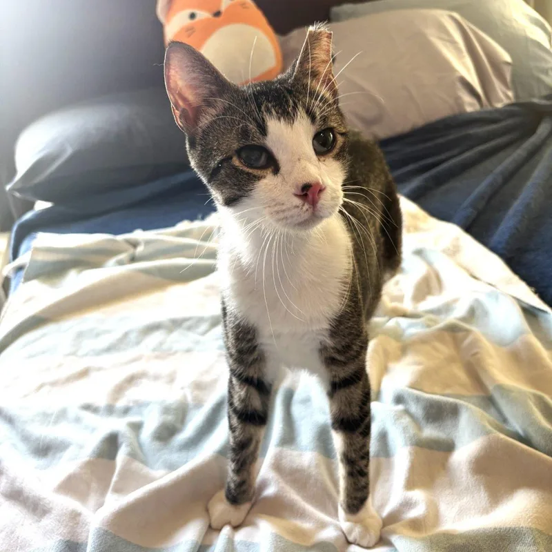 A baby small-sized male Tabby (Gray / Blue / Silver) Domestic Short Hair cat named Carter for adoption in Raleigh, NC