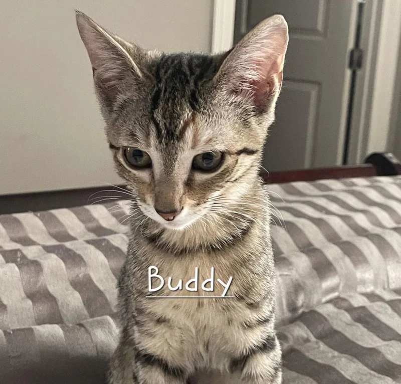 Buddy Litterof