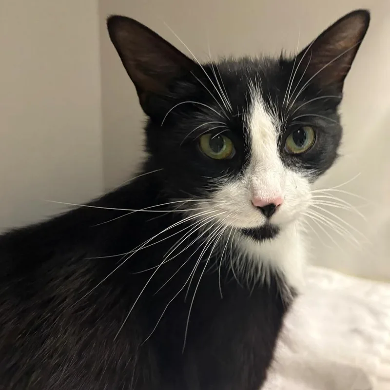 A young medium-sized female Black Domestic Short Hair cat named Princess for adoption in East Hanover, NJ
