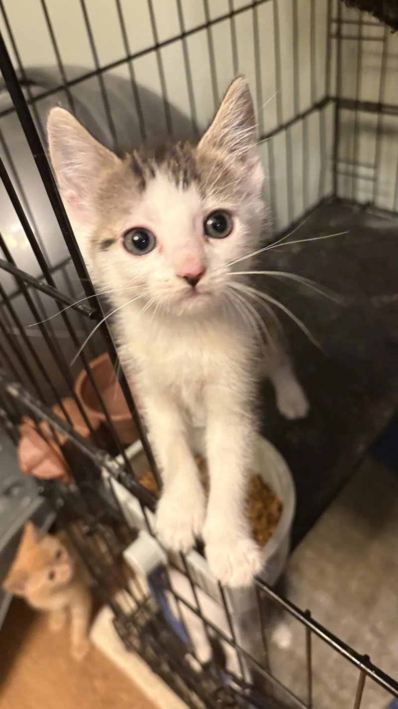 A baby medium-sized female Black & White / Tuxedo Domestic Short Hair cat named Velcro for adoption in White Bluff, TN