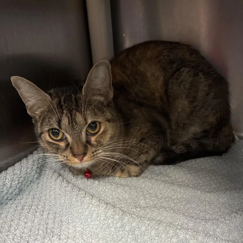 A young medium-sized female Brown / Chocolate Domestic Short Hair cat named Reeses for adoption in Fredericksburg, VA