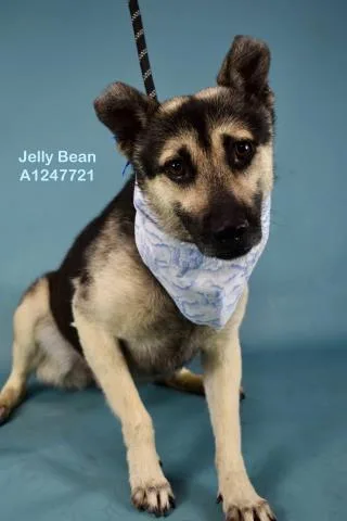 A young medium-sized male Black German Shepherd Dog dog named Jelly Bean Urgent for adoption in Thousand Oaks, CA