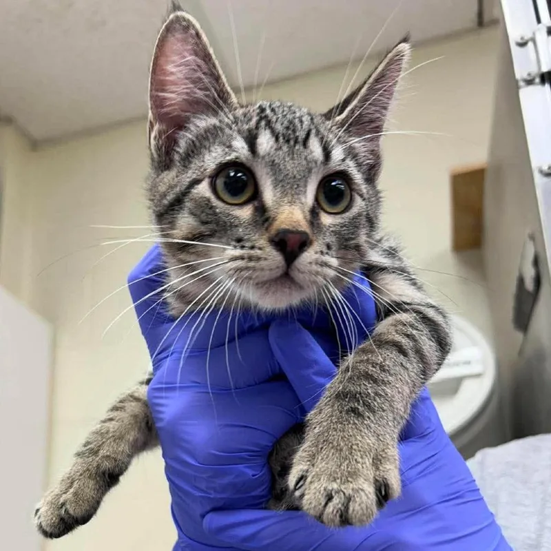 A baby small-sized male Gray / Blue / Silver Domestic Short Hair cat named Chase for adoption in Bastrop, TX