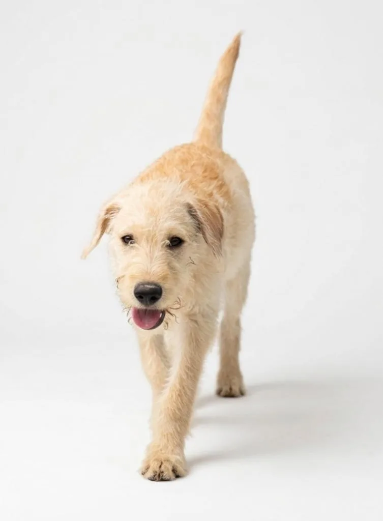 A baby medium-sized female Labrador Retriever dog named Truffle for adoption in Hudson, NY