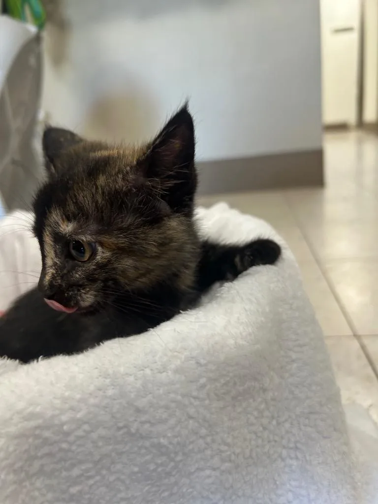 A baby small-sized female Domestic Short Hair cat named Tortellini for adoption in New Manchester, WV