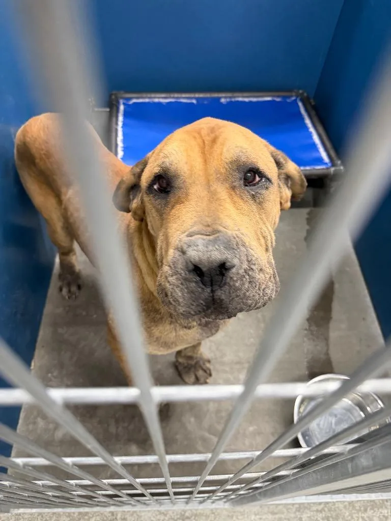 An adult large-sized male Bullmastiff dog named Kano for adoption in Henderson, NC