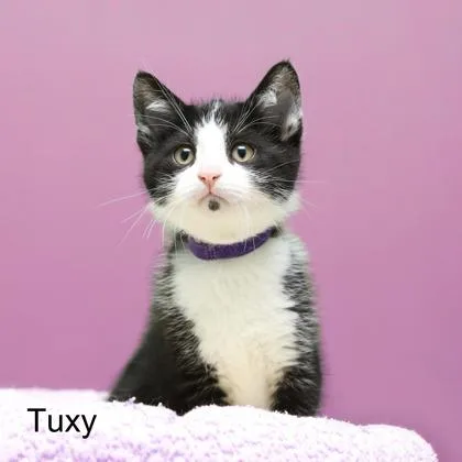 A baby small-sized male Domestic Short Hair cat named Tuxy for adoption in Parma, OH