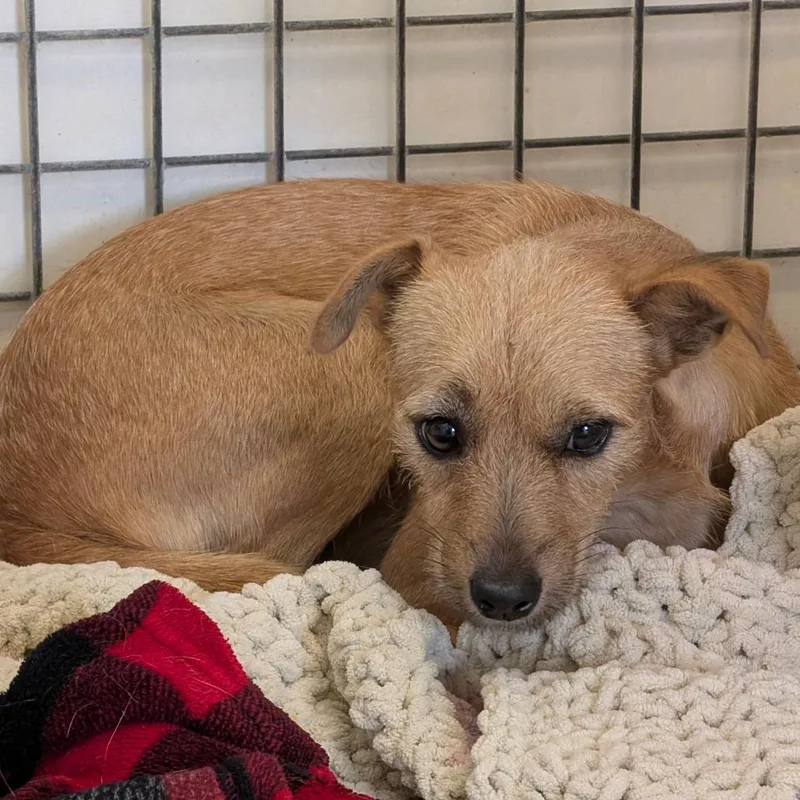 A young small-sized female Yellow / Tan / Blond / Fawn Chihuahua dog named Sundae for adoption in Chico, CA