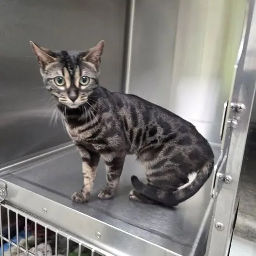 A young medium-sized female Gray / Blue / Silver Bengal cat named Ona for adoption in Mazon, IL