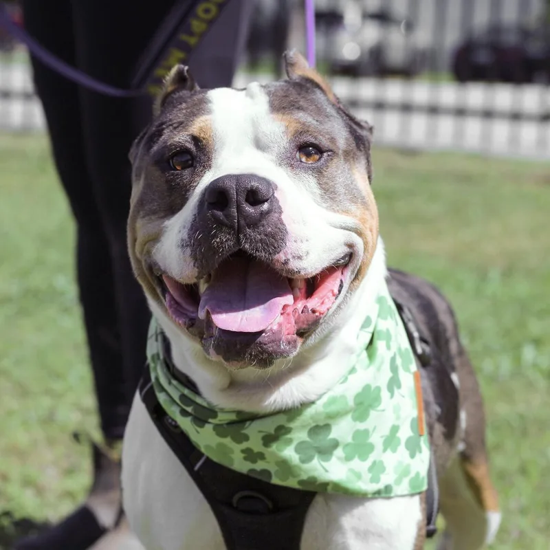An adult large-sized male Merle (Blue) American Bully dog named Moose for adoption in Columbia, SC