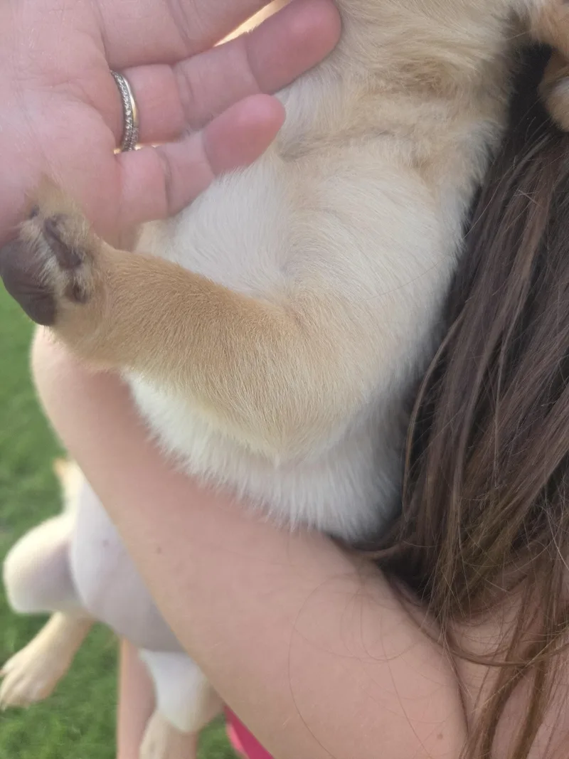 A baby small-sized female White / Cream Chihuahua dog named Honey for adoption in Anna, TX