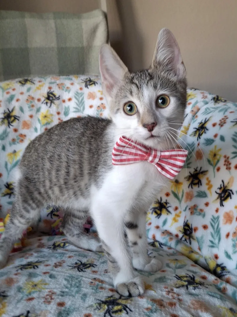 A baby small-sized male Tabby (Brown / Chocolate) Domestic Short Hair cat named :::fox::: for adoption in Yorba Linda, CA