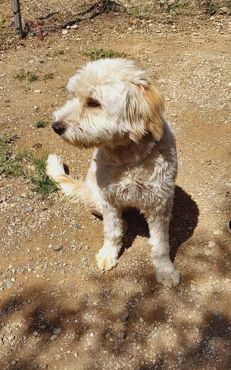 Buttercup thumbnail 2