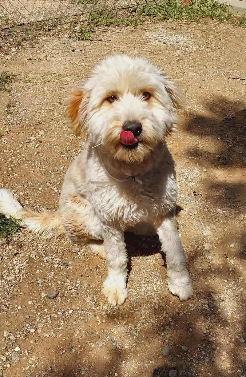 Buttercup thumbnail 3