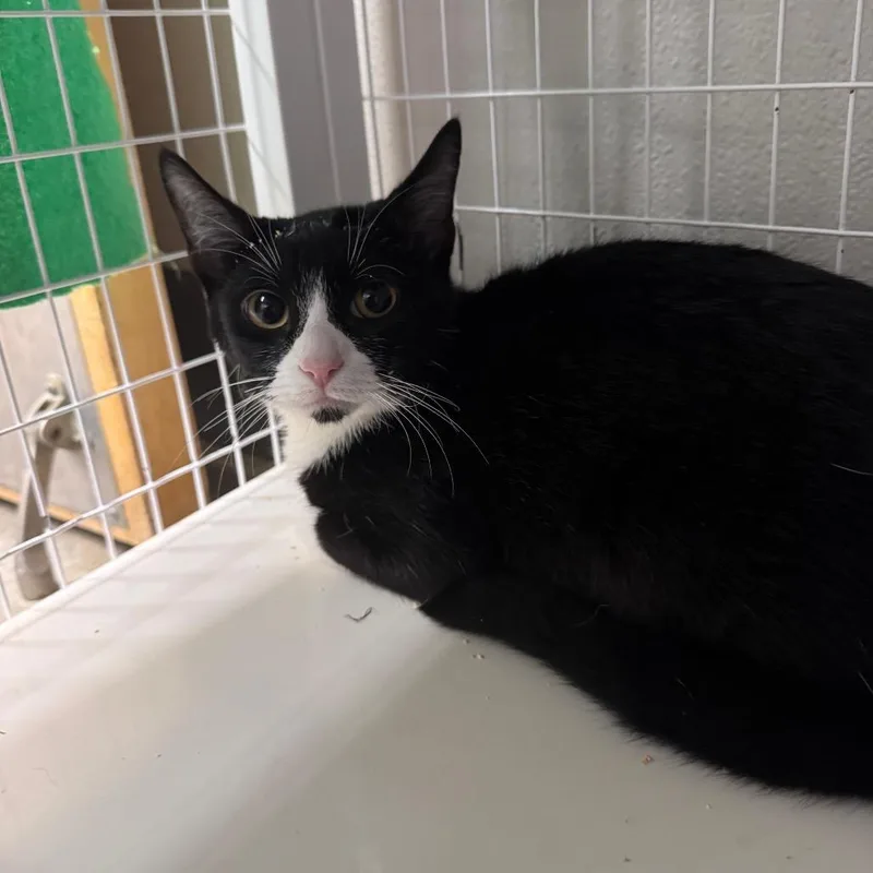A young medium-sized male Black Domestic Short Hair cat named Byron for adoption in Columbiana, AL