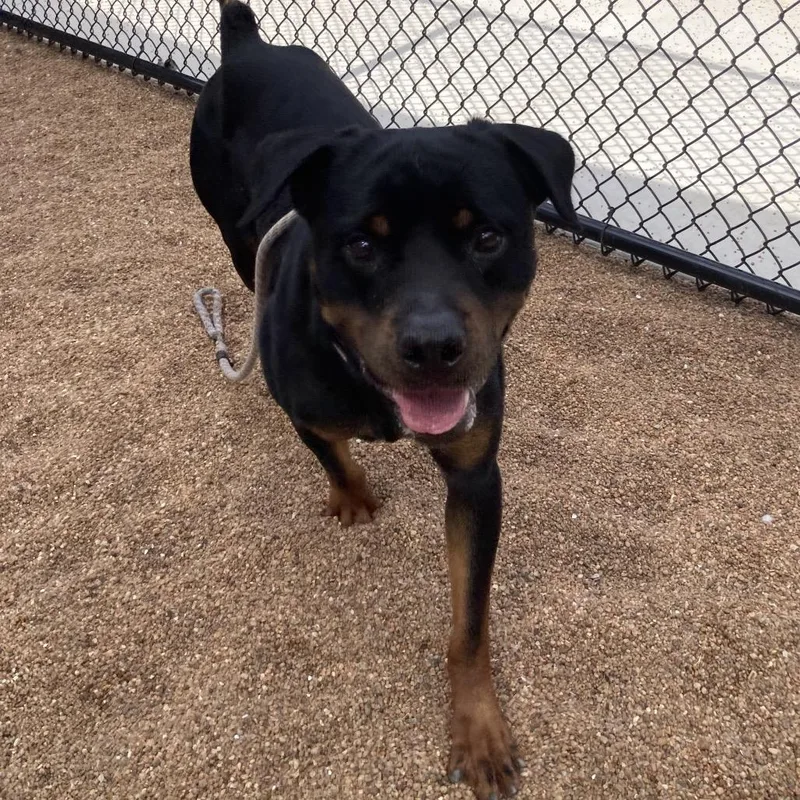 An adult large-sized male Black Rottweiler dog named Jake for adoption in Sand Springs, OK