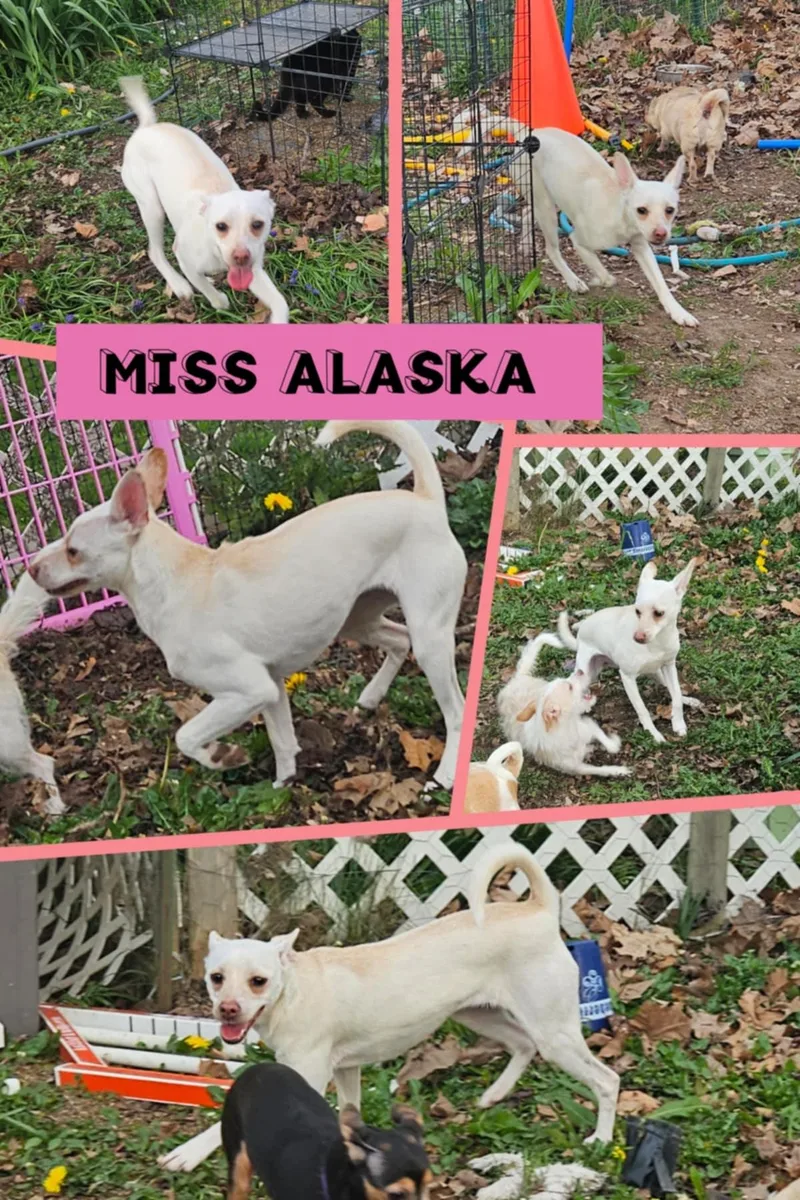 Alaska