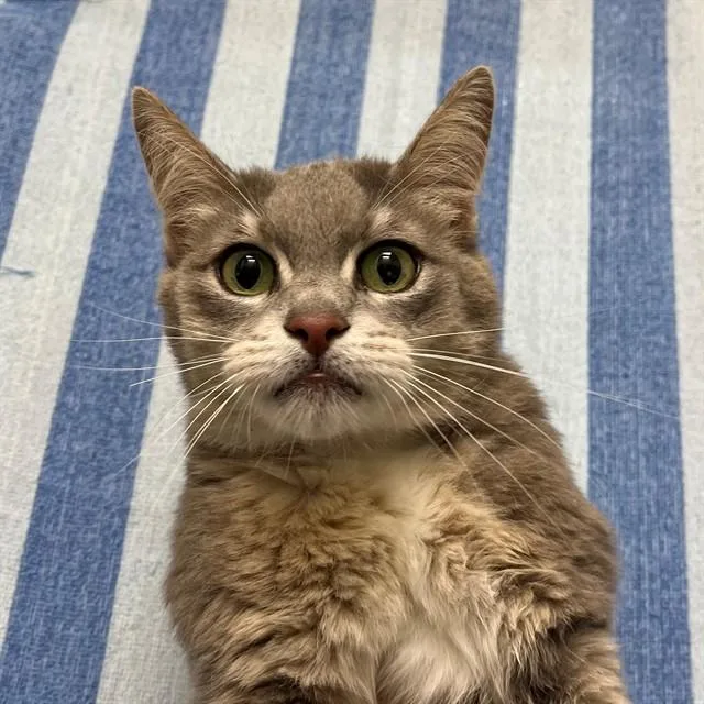 An adult medium-sized female Domestic Short Hair cat named Mira for adoption in Naples, FL