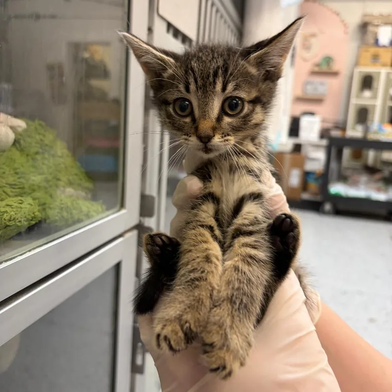A baby small-sized female Brown / Chocolate Domestic Short Hair cat named Spoons for adoption in Grantsville, UT