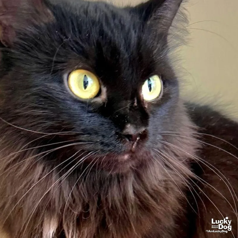 An adult medium-sized female Black Domestic Medium Hair cat named Jaxie for adoption in Washington, DC