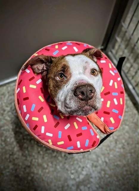 An adult large-sized male American Staffordshire Terrier dog named Richie for adoption in Clyde, NC