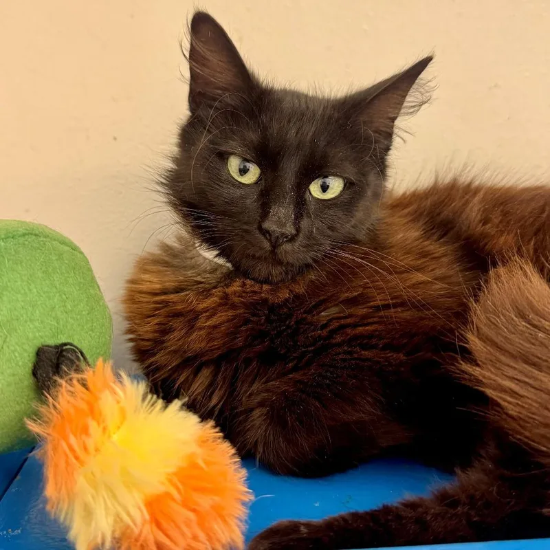 A young medium-sized female Black Domestic Medium Hair cat named Siren for adoption in Hawthorne, CA
