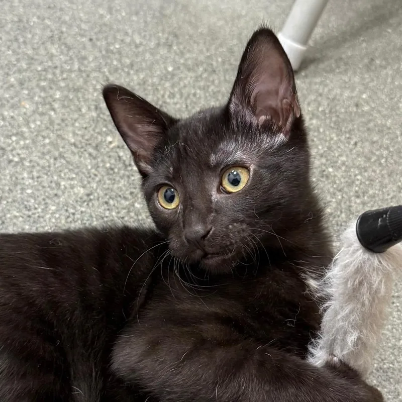 A baby small-sized male Black Domestic Short Hair cat named Max for adoption in Pleasanton, CA