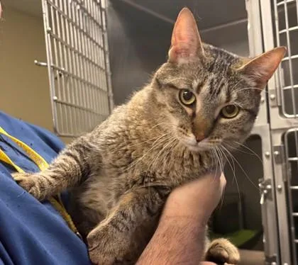 An adult medium-sized female Domestic Short Hair cat named Reba for adoption in Baraboo, WI