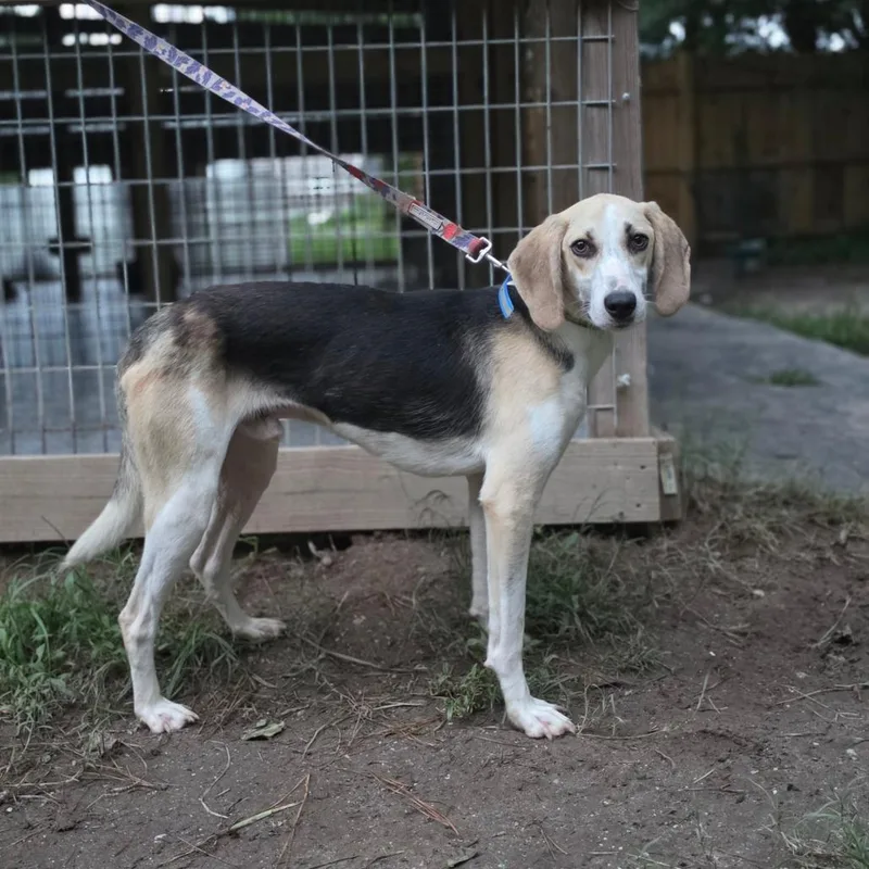 An adult medium-sized male Yellow / Tan / Blond / Fawn American Foxhound dog named Captain for adoption in Chesapeake, VA