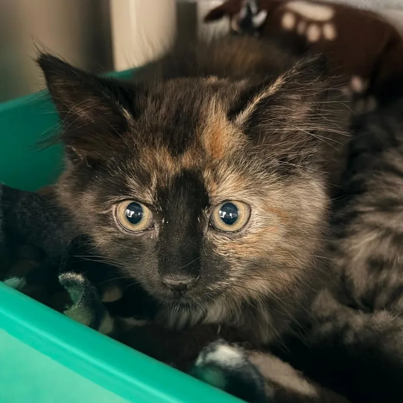 A baby small-sized female Brown / Chocolate Domestic Short Hair cat named Wren for adoption in Springfield, MA