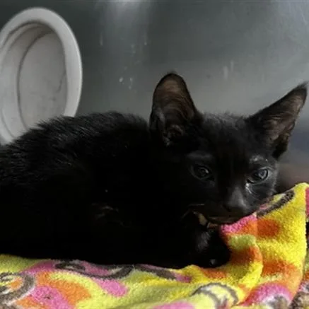 A baby small-sized male Black Domestic Short Hair cat named Artemis for adoption in San Gabriel, CA