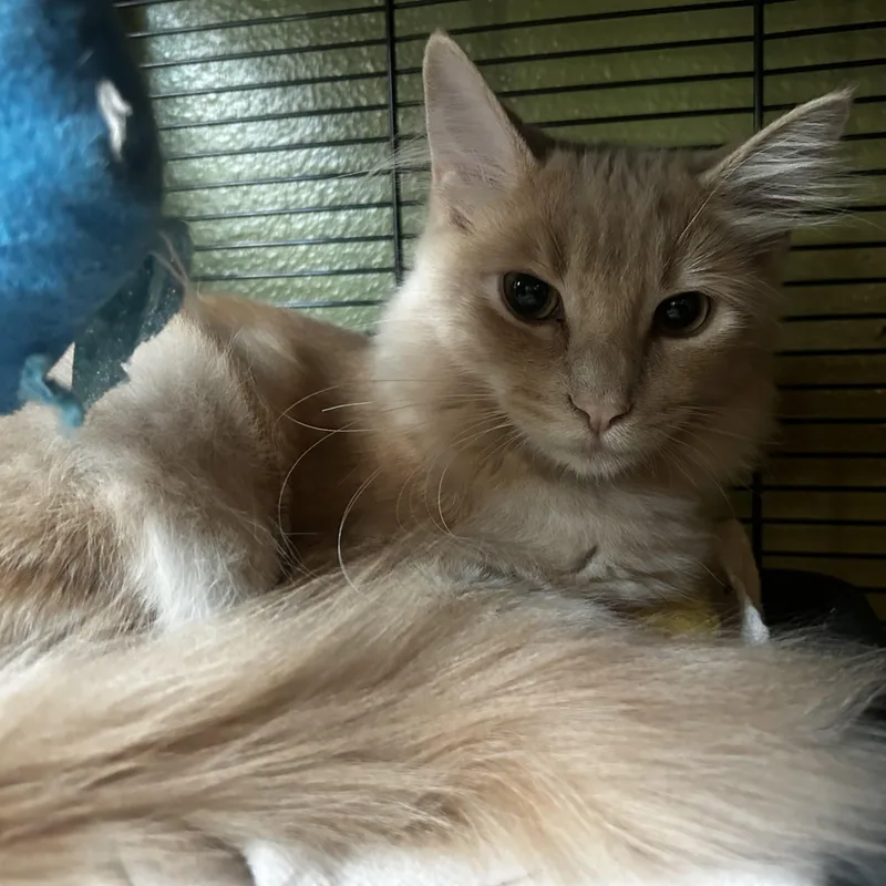 A young medium-sized male Orange / Red Domestic Medium Hair cat named Jack for adoption in Eugene, OR