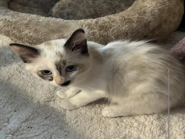 Charlie