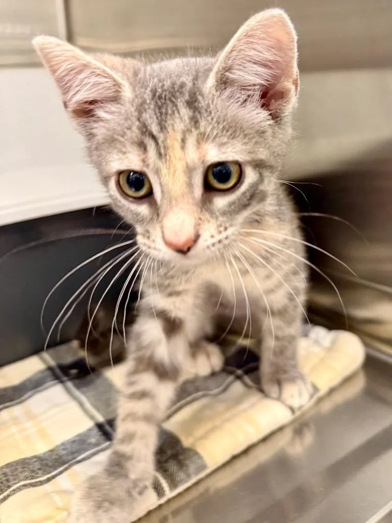 A baby small-sized female Domestic Short Hair cat named Hoonah for adoption in Ocala, FL