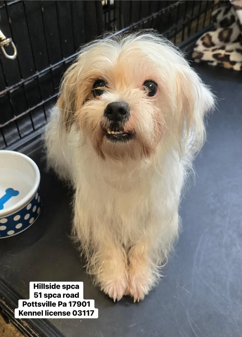 An adult small-sized female White / Cream Terrier dog named Layla for adoption in Pottsville, PA
