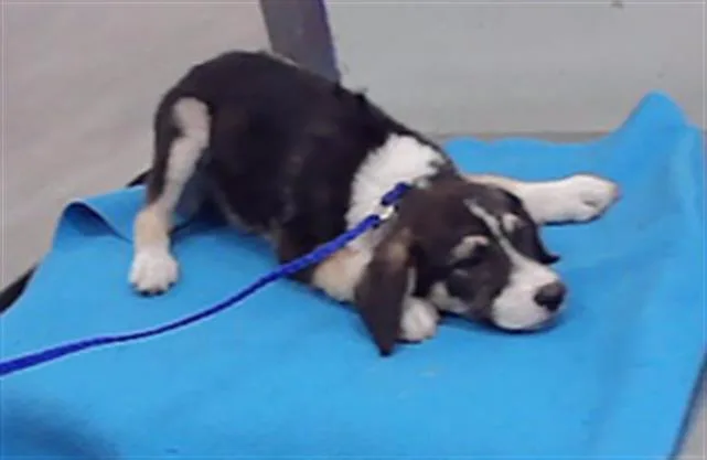 A baby small-sized male Husky dog named A for adoption in Houston, TX