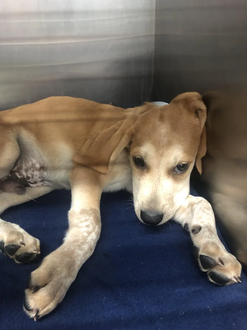 A baby medium-sized male Yellow / Tan / Blond / Fawn Hound dog named Max for adoption in Parma, OH