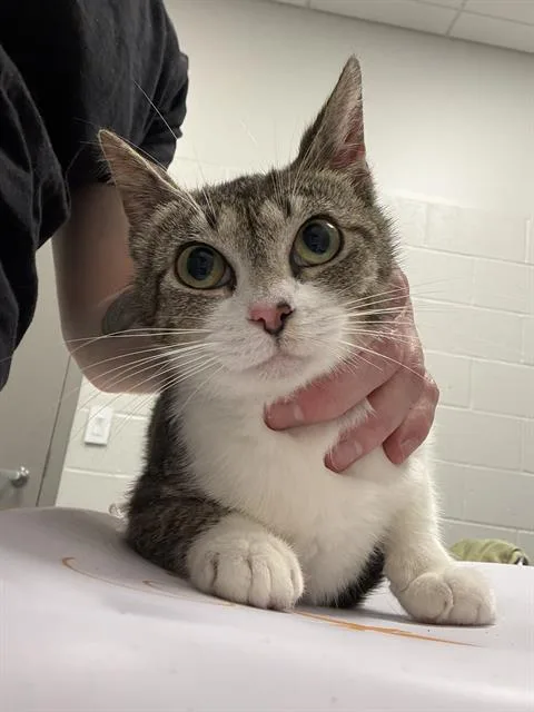 A young small-sized female Domestic Short Hair cat named Wonderbread for adoption in Indianapolis, IN