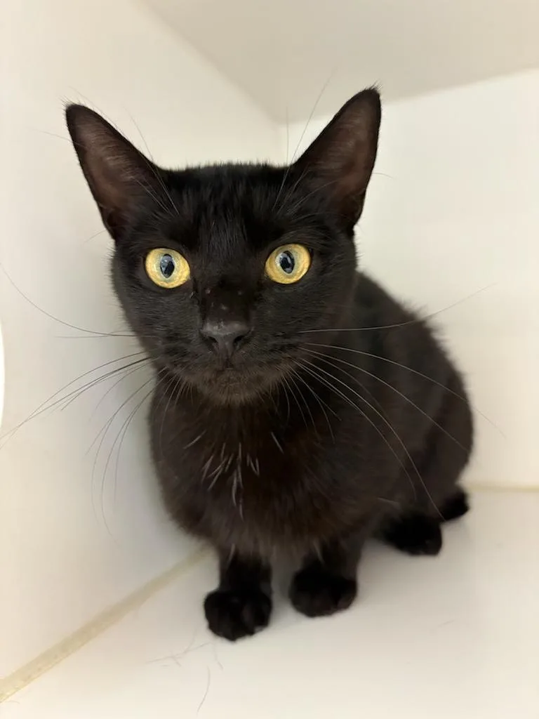 A young medium-sized female Domestic Short Hair cat named Marceline for adoption in Tallahassee, FL