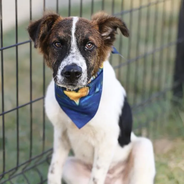 A young medium-sized male Collie dog named Dior for adoption in San Antonio, TX