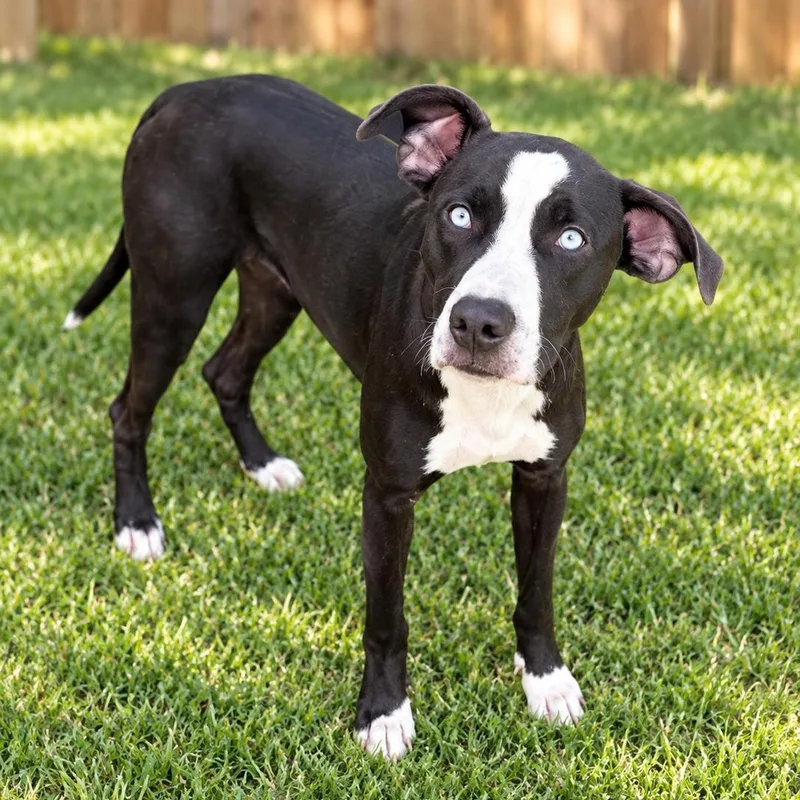 A young medium-sized male American Staffordshire Terrier dog named Ghost for adoption in Houston, TX