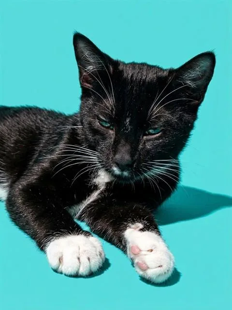A young small-sized female Domestic Short Hair cat named Eggroll for adoption in Jacksonville, FL
