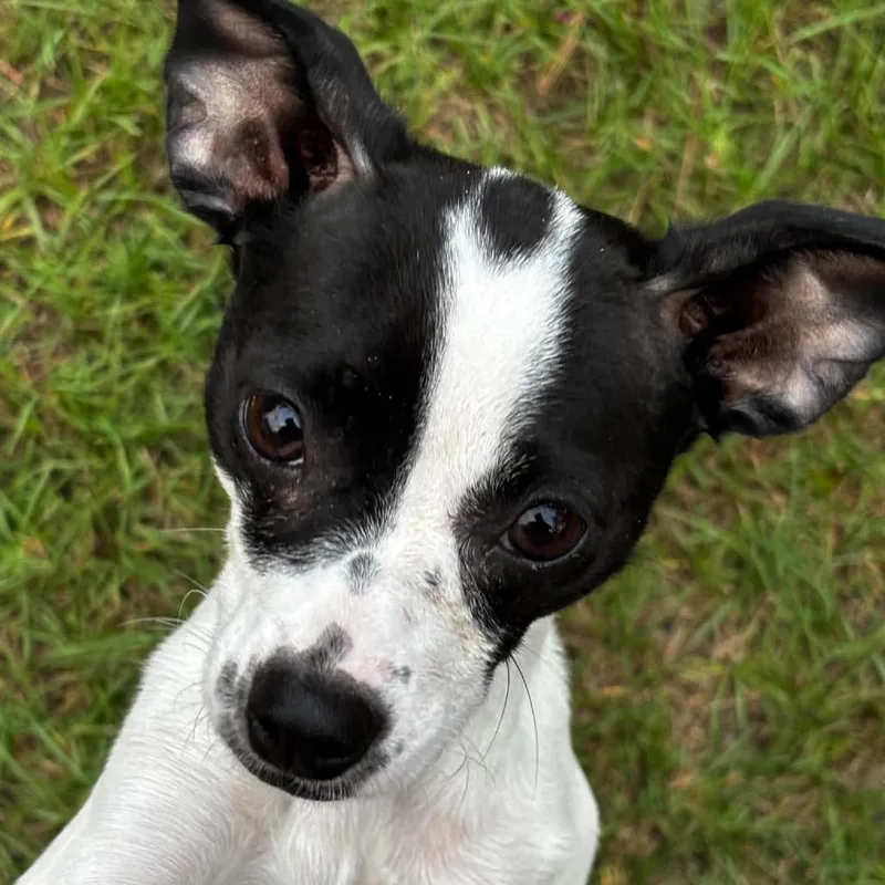 An adult small-sized female Chihuahua dog named Bersa for adoption in Gulfport, MS