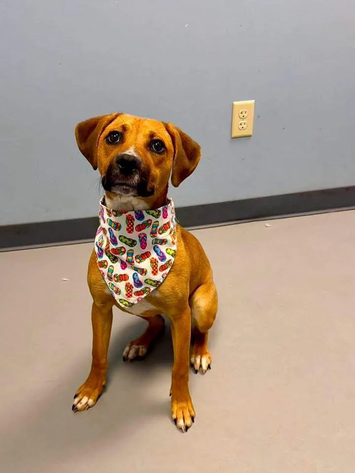 A young medium-sized female Tricolor (Brown, Black, & White) Terrier dog named Brittle for adoption in Zanesville, OH