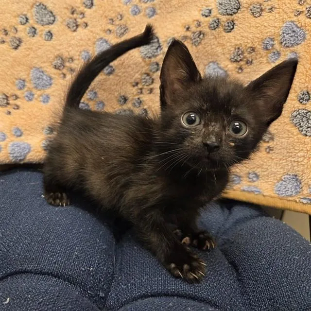 A baby small-sized male Domestic Short Hair cat named Dutch for adoption in Ontario, CA