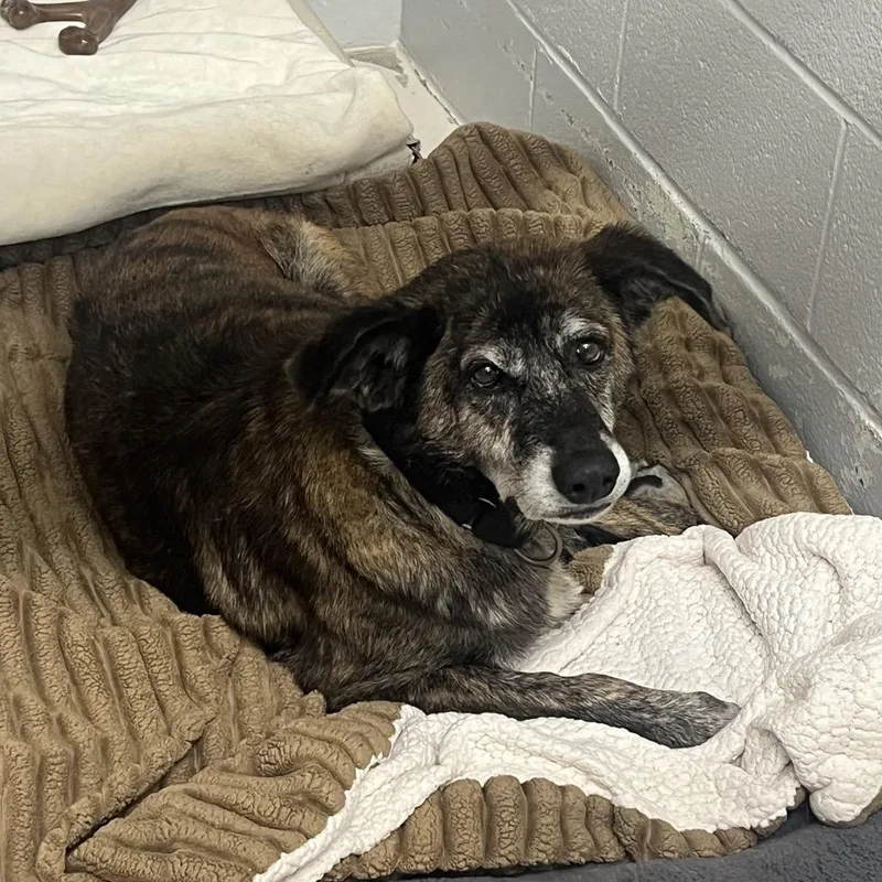 A senior medium-sized female Brindle Hound dog named Holly for adoption in Delaware, OH